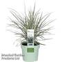 Ophiopogon japonicus 'Silver Mist'