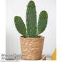 Opuntia rubescens 'Consolea'