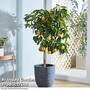Orange 'Bigaradier'