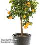 Sweet Orange (Citrus)