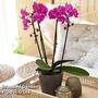 Phalaenopsis 'Pink Cascade' in grey patterned ceramic