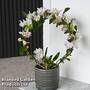Dendrobium nobile 'White Arch'