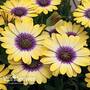 Osteospermum 'Blue Eyed Beauty'
