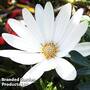 Osteospermum Falling Stars'? 'Erato Basket Pure White'