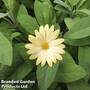 Osteospermum 'Erato Basket Lemon'