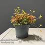 Oxalis triangularis 'Sunset Yellow'