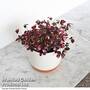 Oxalis triangularis 'Vulcan Pink'
