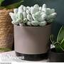 Pachyphytum oviferum (House plant)