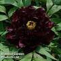 Tree Peony 'Chu Wu'