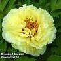 Tree Peony 'Huang Guan'