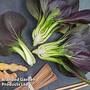Pak Choi 'Purple Rain' F1