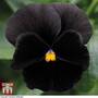 Pansy 'Black Moon' F1 Hybrid