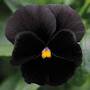 Pansy 'Black Moon' F1 Hybrid