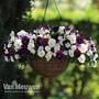 Pansy 'Coolwave Berries 'n' Cream Mix'