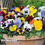 Pansy 'Summertime Mix' (Garden Ready)