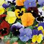 Pansy 'Most Scented Mix'