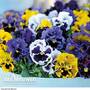 Pansy 'Frou Frou Mixed'