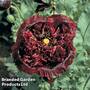 Poppy 'Black Peony'