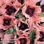 Poppy 'Coral Reef'