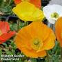 Poppy nudicaule 'Garden Gnome'