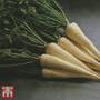 Parsley 'Hamburg Arat'