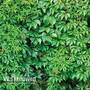 Parthenocissus quinquefolia