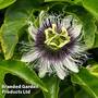 Passiflora edulis 'Frederick'