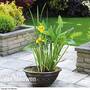 Patio Pond Kit