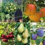 Patio Fruit Tree Collection