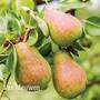 Pear 'Williams' Bon Chretien'
