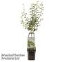 Pear 'Wonder Tree Doyenne du Comice' (Patio Pear)
