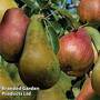 Pear 'Duo-Pear'