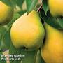 Pear 'Obelisk Column'