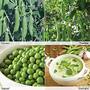 Pea 'All Season Collection'