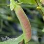 Pea 'Spring Blush' (Sugarsnap)