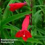 Penstemon 'Windsor Red'