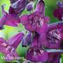 Penstemon 'Blackberry'