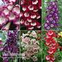Nurseryman's Choice Penstemon Collection