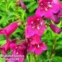 Penstemon 'Blackbird'