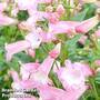 Penstemon 'Osprey'