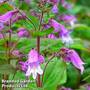 Penstemon smallii