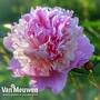 Peony 'Sorbet'