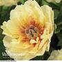 Peony 'Garden Treasure'
