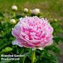 Peony 'Dinner Plate'