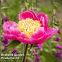 Peony 'Doreen'