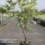 Paeonia lutea