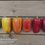 Sweet Pepper 'Flamingo'