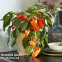 Sweet Pepper 'Peppers From Heaven - Orange'