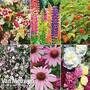 Everlasting Perennial Collection