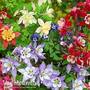 Best Value Perennial Collection